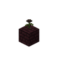 A Wither Rose on Nether Bricks.