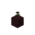 A Wither Rose on Nether Bricks.