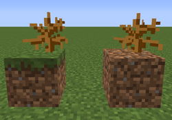 A shrub in-game on grass and dirt blocks.